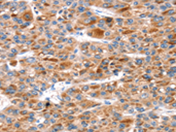 KCNH6
