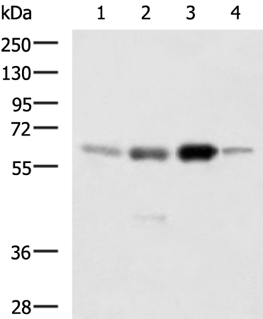 HDAC1
