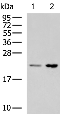 IL18