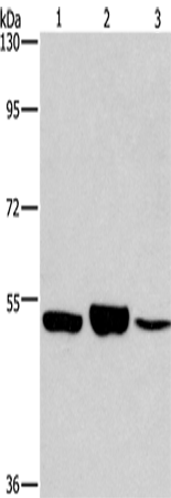 IRF6