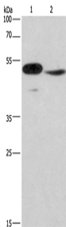 IRF9