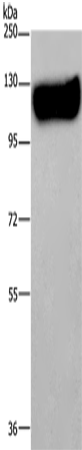 MAG
