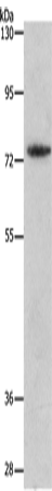 MMP15