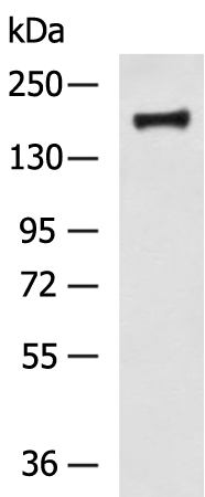 MSH6
