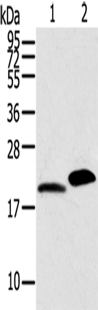 MYL2