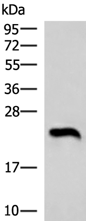 NEUROG3