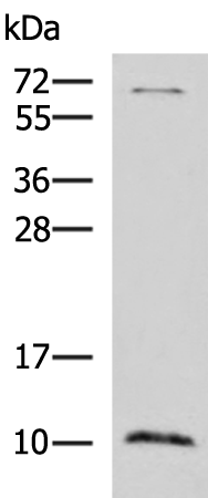 NPY