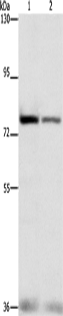 NFE2L1