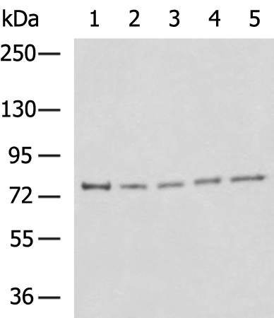 CDH3