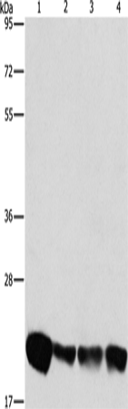 PEBP1