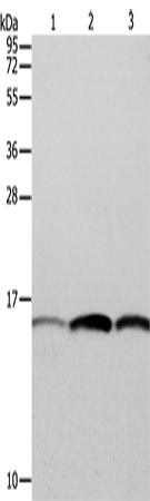 PFN1