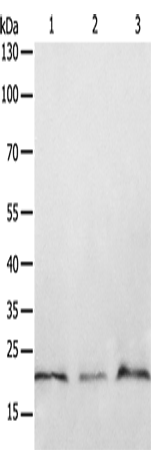 PTP4A2