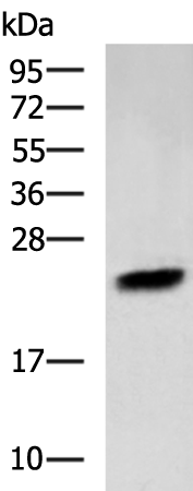 PTGDS