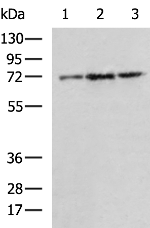 PTPN11