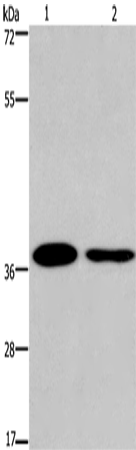 SNAI1