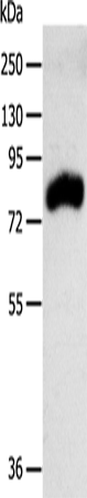 RPAP3