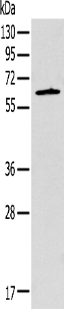 SPATA7