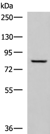TGM3