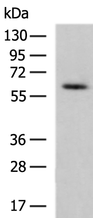 TRAF6