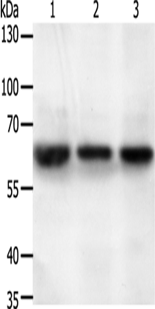 STXBP2