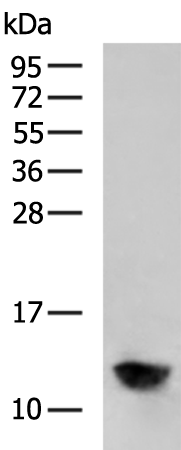 ATP5IF1