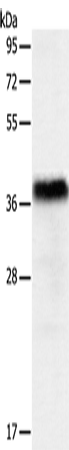 PGBD2