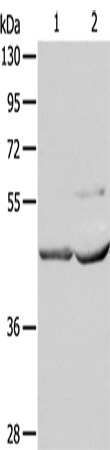 NCEH1