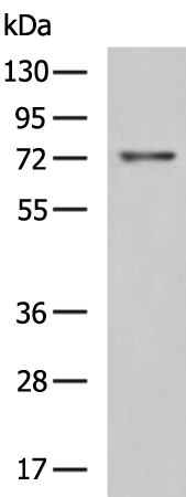 ABCG4