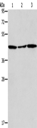 ACAA2