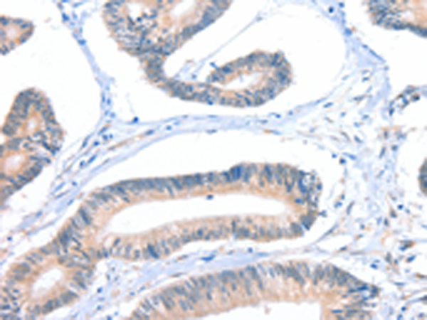 FHL5