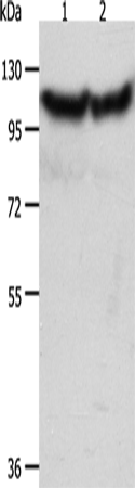 ACTN3