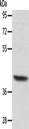 ACTRT1