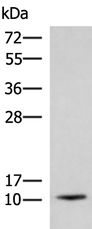 ACYP1
