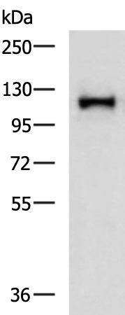 AFAP1
