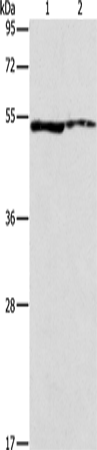 ALDH3A1
