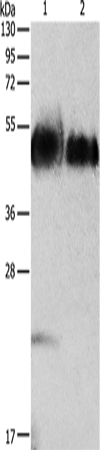 ORM1