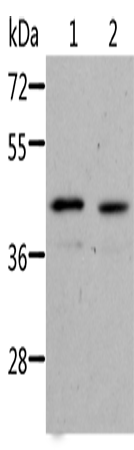 NIF3L1