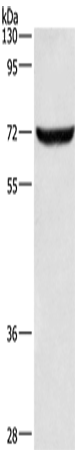 ANAPC5