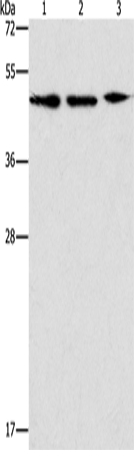APOBEC3G