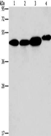 ARFGAP1