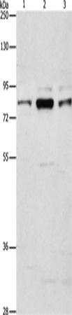 ARHGEF7
