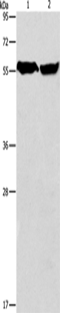 ARHGEF9