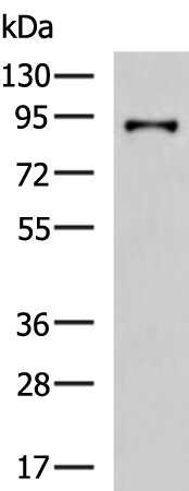 TLR2