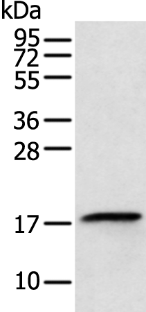 RPL26L1