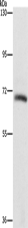 KLC1