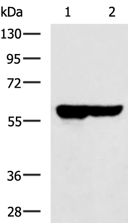 SLC22A12