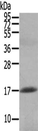 HCRT