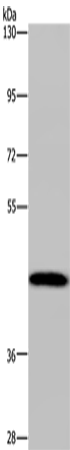 CYP1A2