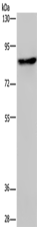 PCDHAC1