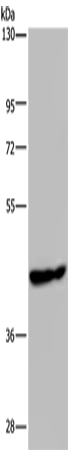 PHKG1